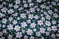 Preview: Designer-Baumwollstoff FLORAL VINE navy (10 cm)
